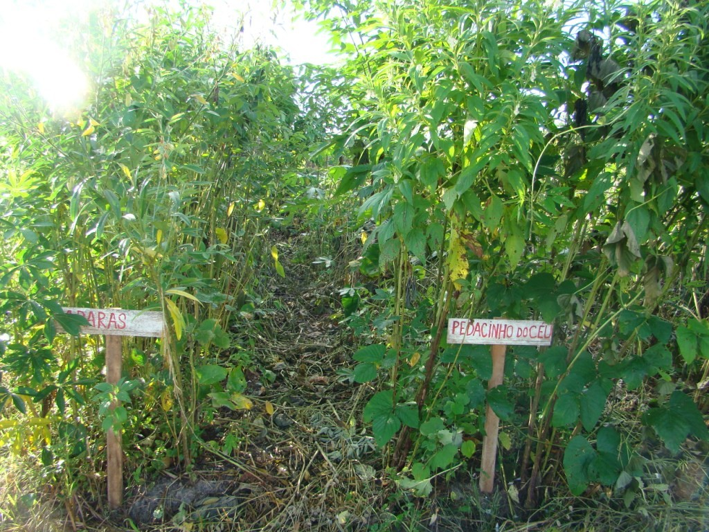 Preparação dos canteiros para plantio agroflorestal (a); canteiro dois meses depois(b); contagem dos indivíduos no plantio de sementes de árvore com mandioca (c) Conclusões A Formação de Agentes