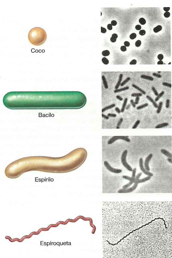 Cilíndrica: Bacilos Forma de bastão, podendo ser longos ou delgados, pequenos ou grossos, extremidade reta, ou arredondada.