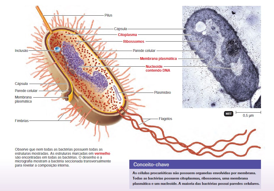 A célula bacteriana Estruturas externas à parede celular Cápsula Polímero viscoso e gelationoso situado externamente à parede celular, composto de polissacarídeo e/ou polipeptídeo.