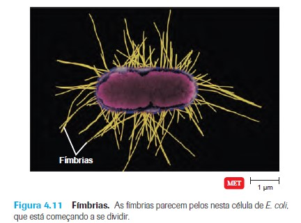 parede celular Bactérias sem parede celular Micoplasmas Ureaplasmas Parede celular típica Gram + Gram -