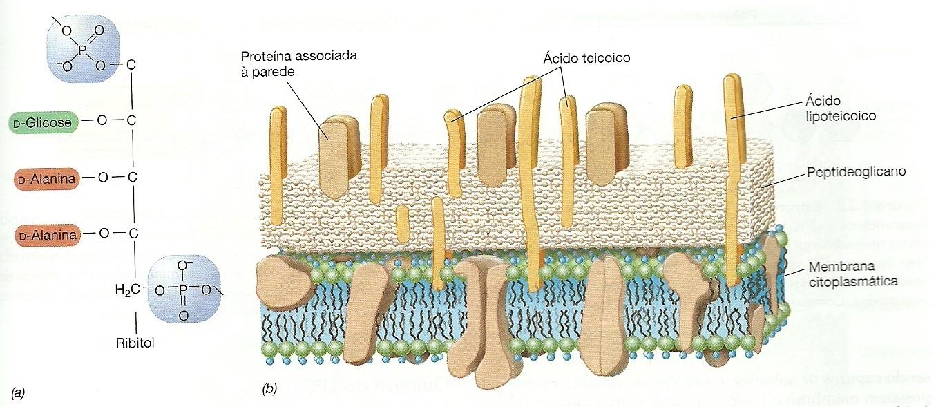 Parede celular de Gram positiva Várias camadas de peptidioglicano (cerca de 90% da parede) Ácido teicoico (polissacarídeo ácido com resíduo de glicerol fosfato ou ribitol fosfato).