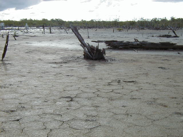 Figura 4 Vista parcial da área degradada do manguezal de Bragança-PA. 3.2. MEDIÇÕES E SISTEMA DE AQUISIÇÃO DE DADOS 3.2.1.