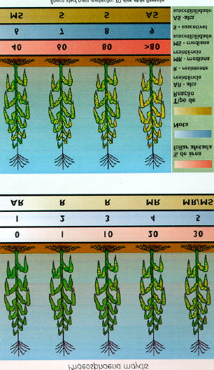 328 FIGURA 1 Escala diagramática para avaliação de mancha-branca. Adaptado de Agroceres (1996).