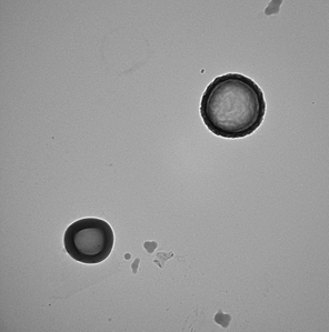 Casca-Núcleo 500 nm 100 nm (a) BS 1 (b) BS 2 Meia-lua Casca-Núcleo PMMA 500 nm (c) BS 6 Figura 3: Morfologia das nanocápsulas de PMMA produzidas com
