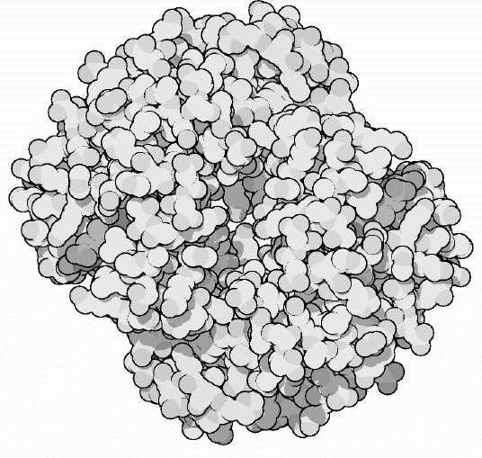 (d) Hemoglobina, a proteína dos glóbulos vermelhos responsável pelo armazenamento e transporte do oxigênio em nosso