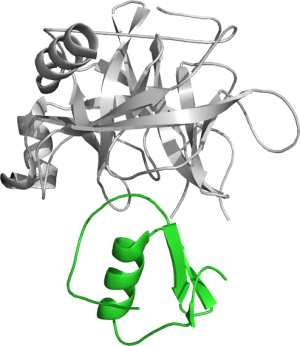 1. Introdução 16 As Serino-proteases são peptidases, ou seja, enzimas responsáveis pela quebra de ligações peptídicas e são caracterizadas pela presença de um resíduo de serina em seu sítio