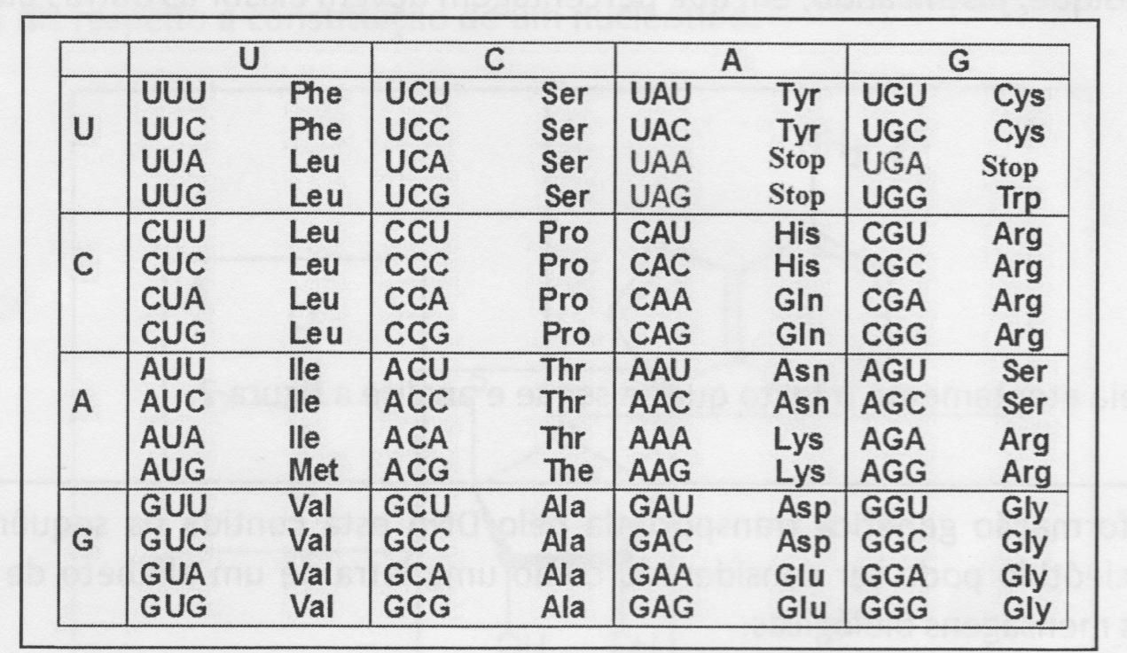 1.2. Com base no código genético, indique a composição da cadeia polipeptídica correspondente ao gene normal. (10 pontos) Tabela II Código genético 1.3.