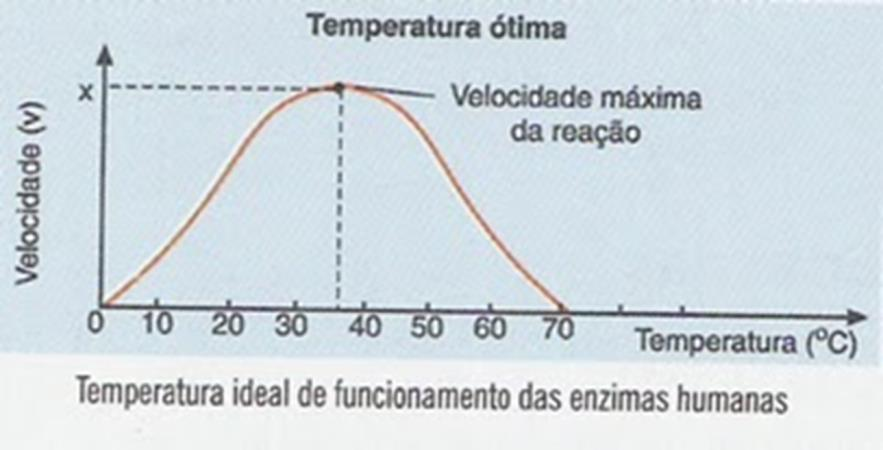 FATORES QUE INFLUENCIAM NAS REAÇÕES ENZIMÁTICAS TEMPERATURA Cada enzima possui uma temperatura ótima, na qual a velocidade da reação é máxima.