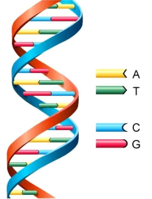 ÁCIDOS NUCLEICOS Polímeros de nucleotídeos Moléculas de informação genética -DNA Síntese de macromoléculas -RNA (mrna, trna, rrna) Componentes: base nitrogenada, pentose e ligação