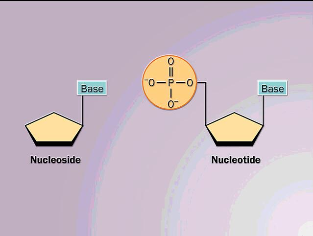 CONCEITO IMPORTANTE Nucleotídeos = Base nitrogenada +