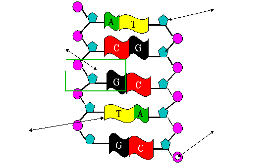 ESTRUTURA DOS ÁCIDOS NUCLEICOS Estrutura do DNA açúcar nucleotídeo