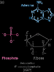 Ligações fosfodiéster Polarização 5-3 - Entre o carbono 3 do