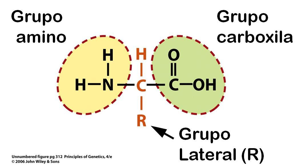 AMINOÁCIDO O