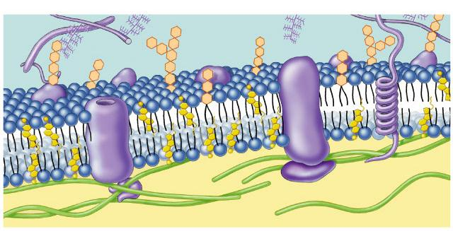 glicoproteína glicolipídio fosfolipídeos proteína periférica colesterol citoesquelelo proteína integral Glicoproteínas: carboidratos de cadeias curtas ligados a proteínas na superfície externa da