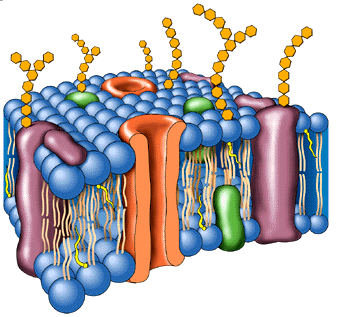 ORGANIZAÇÃO MOLECULAR DA CÉLULA Polímeros hidrofílicos Ex: ácidos nucleicos, carboidratos, proteínas Polímeros/Moléculas hidrofóbicos(as)