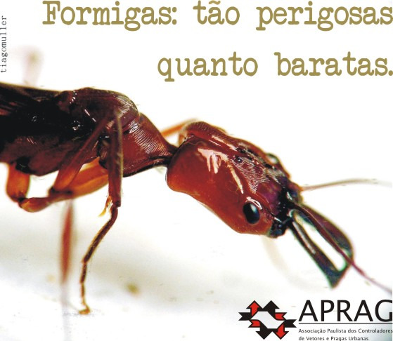 Formiga Sará-Sará (carpinteira) (Camponotus spp.