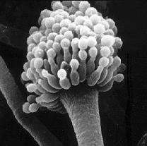 A MICROBIOTA DO SOLO Fungos: 5 x 10 3-9 x 10 5 por g de solo seco Limitados à superfície do solo Favorecidos em solos ácidos Ativos