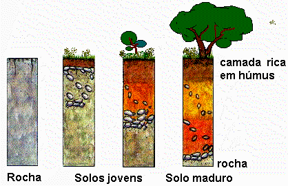 EVOLUÇÃO DO