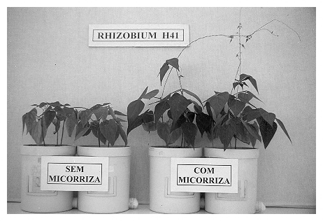 Variáveis Phaseolus vulgaris Não Fumigado Fumigado Ci (µmol mol -1 ) 204,00 a 222,50 a A (µmol m -2 s 1 ) 18,58 a 12,63 b ΔC (µmol mol -1 ) 120,50 a 85,25 a DT ( 0 C) 1,30 a 1,27 a Gs (mol m -1 s -1