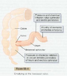 refeição o estômago está cheio, dá ordens ao íleo para se mexer e abrir a válvula íleocecal e mais uma vez a importância dos reflexos viscero-simpáticos.