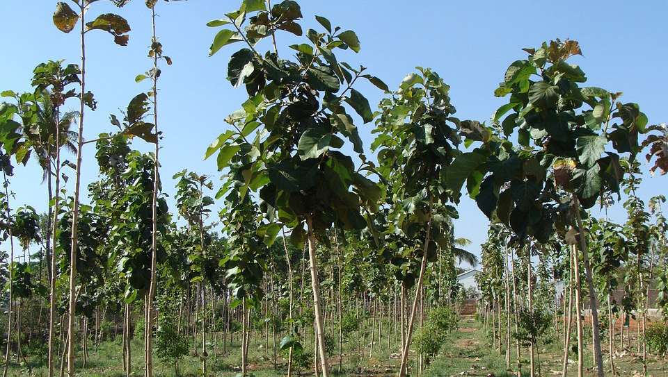 ESPÉCIE Tectona grandis (Teca) A Tectona grandis, conhecida como Teca, pertencente à família Verbenaceae, quando adulta pode atingir de 25 a 35 metros de altura e diâmetro de 100 cm ou mais.