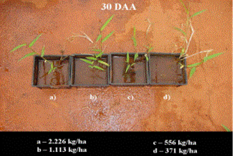 ha -1 proporcionaram injúrias superiores a 80% em P. stratiotes aos 3 DAA (Figura 11). As doses de 371 e 278+278 kg.