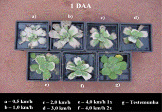 Na Figura 14 e 15 estão apresentadas as evoluções das injúrias causadas pelas doses de gás utilizadas em S. auriculata e S. molesta, respectivamente.