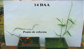 O constante contato das folhas de salvínia com a água provavelmente não permite que a temperatura no interior das células se eleve ao ponto de promover o rompimento das paredes celulares, o que