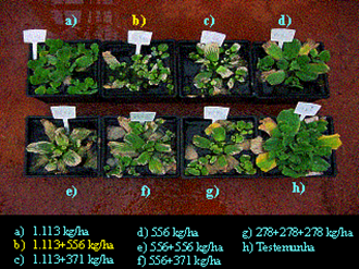 8 Figura 23 Evolução do controle de E. crassipes pelos tratamentos utilizados no segundo experimento. Figura 26 Evolução do controle de S.