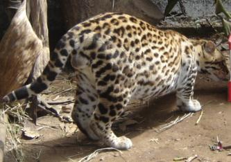 Figura 4. Jaguatirica macho adulta, demonstrando grande volume escrotal e conseqüente maior investimento em massa testicular em relação aos demais felinos.