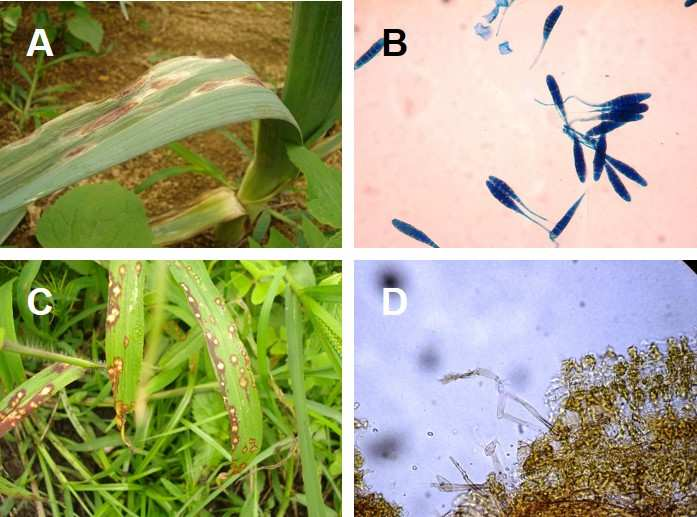 , 2006); C) Folha de Menta atacada por ferrugem; D) Urediniósporos de Puccinia menthae vistos em microscopia de luz.