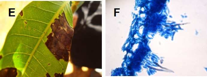 E) Antracnose em manga, sintomas na folha; F) Corte de folha de manga infectada, exibindo o acérvulo de Colletotrichum gloeosporioides. Figura 10.