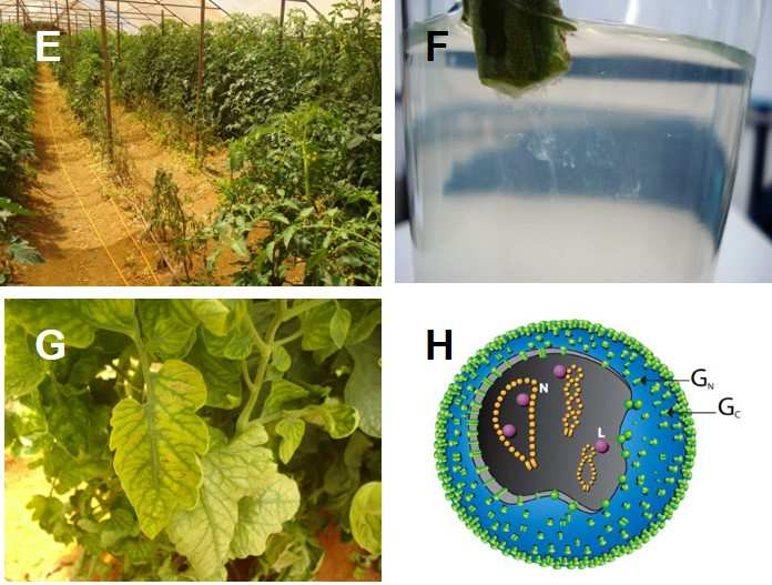 Phytophthora infestans. Figura 10. E) Severo ataque de Ralstonia solanacearum em tomate de estufa; F) Teste do copo para verificação do fluxo bacteriano de R.