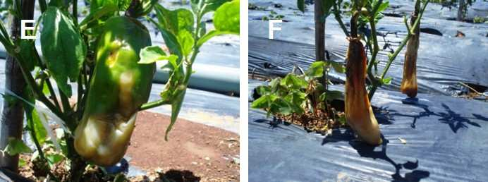 E, F) Frutos de pimentão com podridão mole, causada por Pectobacterium carotovorum subsp. carotovorum. Figura 13.
