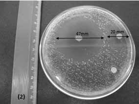 Resultados do potencial bactericida e bacteriostático da SP em relação ao Staphylococcus aureus: durante a análise dos diâmetros dos halos de inibição formados ao redor dos papéis-filtro impregnados