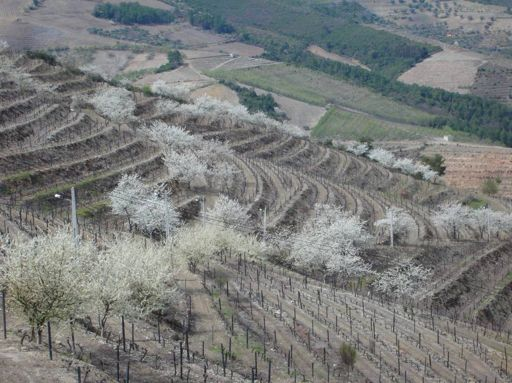Em novas vinhas de grande extensão, plantar espécies autóctones (oliveiras,