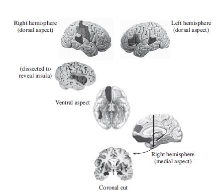 NEUROBIOLOGIA DO