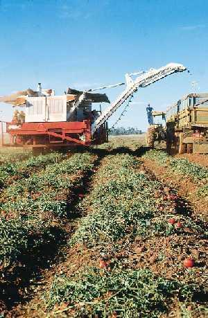 Tomate Para Indústria Plantas de Crescimento determinado Murcha