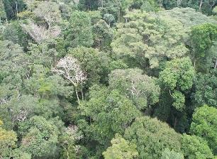 inundada é a que possui a vegetação