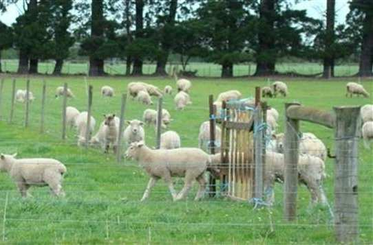 VARIAÇÕES DA CREEP-GRAZING AVANÇADO: É permitido que animais os jovens (terneiros,