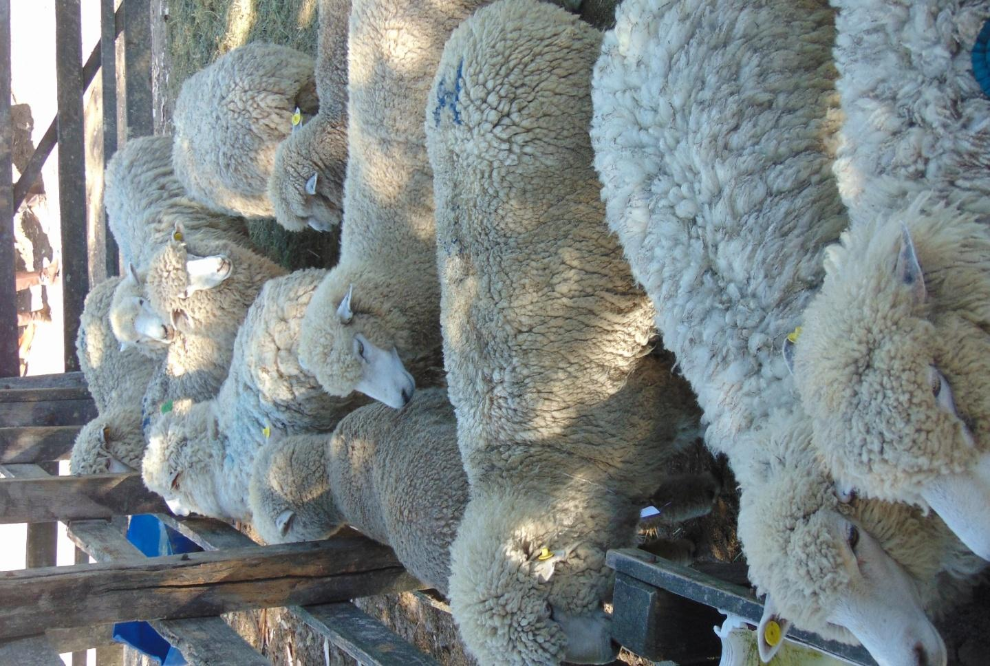 Ovinos em Lavras do Sul Dezembro de 2016 Pelos extensos campos, onde a topografia, clima e solo favorecem a criação de gado de alta qualidade, estão raças bovinas como Hereford, Angus e Braford,