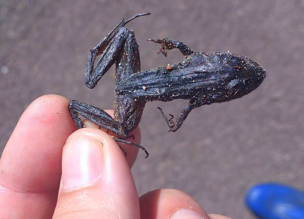 Figura 11 Indivíduo de Leptodactylus latrans encontrado morto no