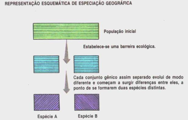 Os mecanismos de isolamento reprodutivo podem ser classificados do seguinte modo: Os mecanismos pré-copulatórios : impedem a cópula. Isolamento estacional : diferenças nas épocas reprodutivas.