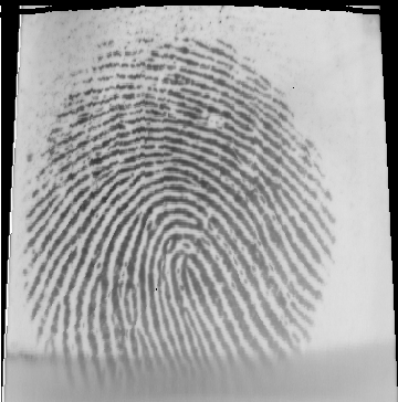 52 Para a captura das minúcias das impressões digitais foi utilizado o software FingerPrint (software pronto) que faz um tratamento em cada impressão digital, faz a extração das minúcias e em seguida