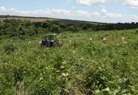 Controle químico - herbicidas: - Em áreas onde ocorrem