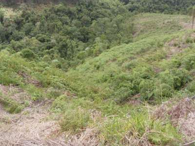 Operações de controle Limpeza manual: - Eliminação da vegetação rente ao solo com machado, foice ou motosserra; - Corte de