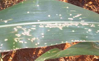 e atualmente é uma das principais doenças do milho. As perdas causadas por esta doença podem ser da ordem de 60% em ambientes favoráveis e com o plantio de híbridos suscetíveis.