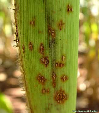 O fungo é altamente destrutivo, podendo causar grandes danos econômicos quando a planta é afetada antes do florescimento. O desenvolvimento da doença é favorecido por ambiente úmido e quente.