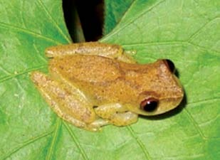 restinga e, com menor frequência, na vegetação de alagados