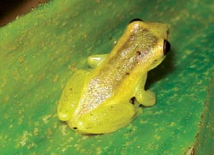 Hypsiboas faber (Wied-Neuwied, 1821) (Figura 3i) Essa espécie